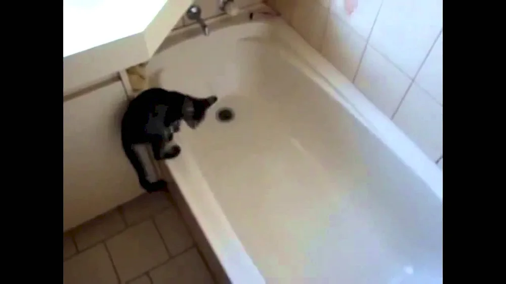 Cat bathing