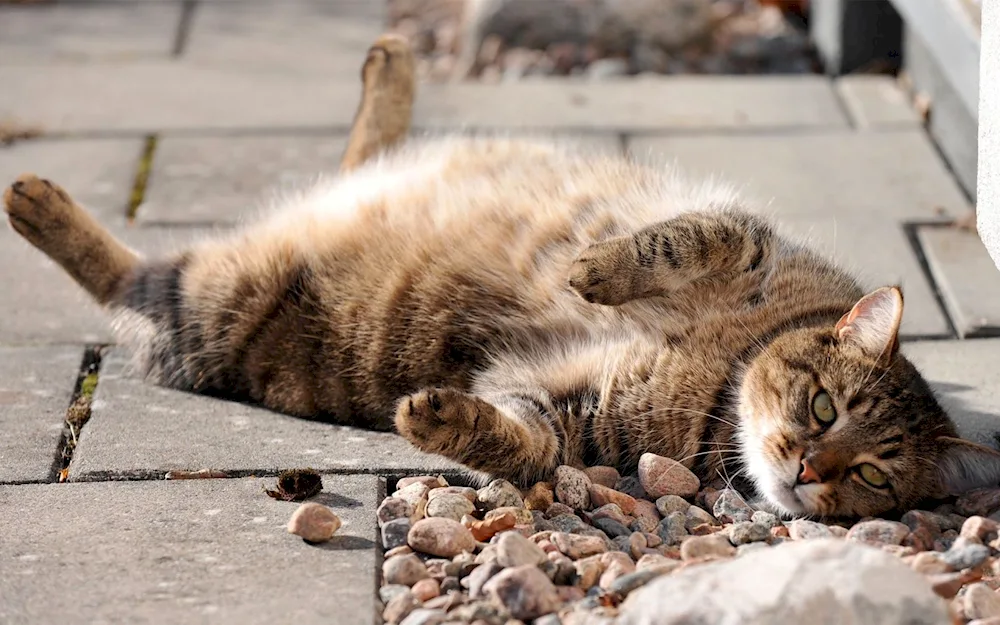 Cat lying belly up