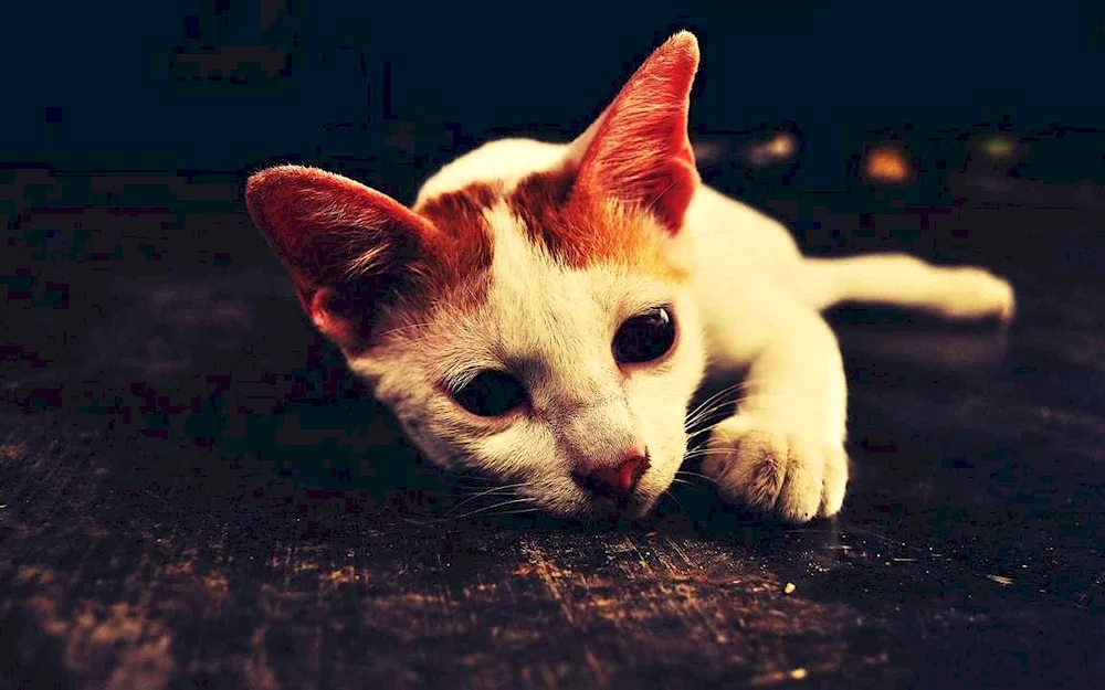 Cat face