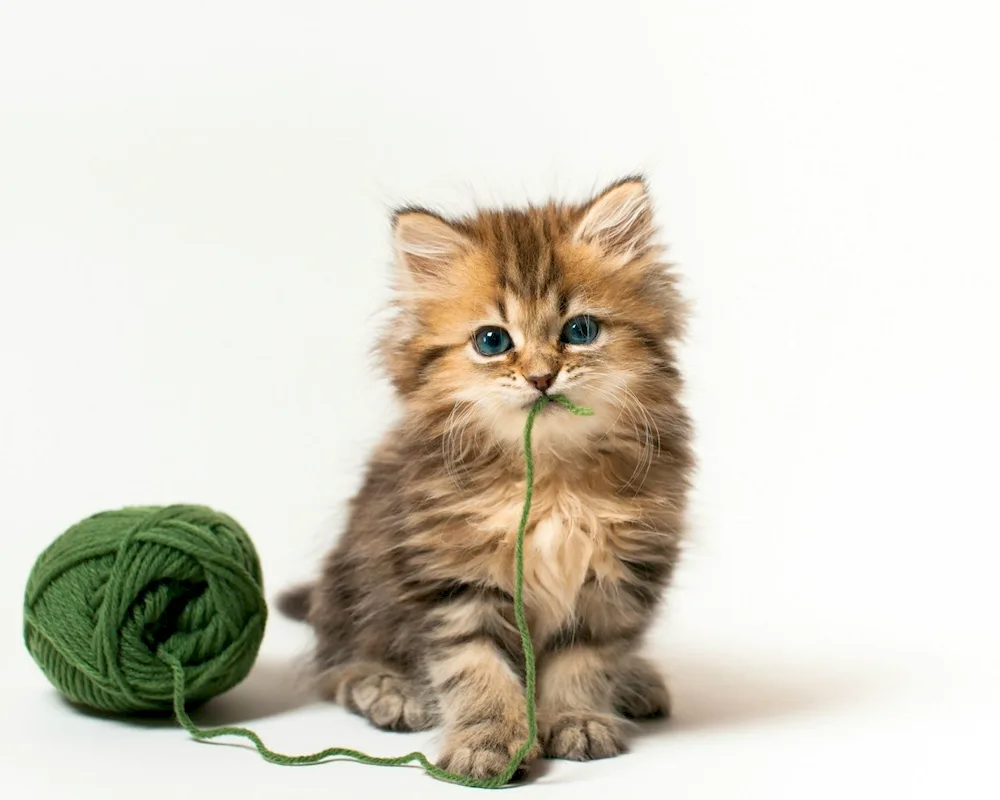 Multi kittens on white background