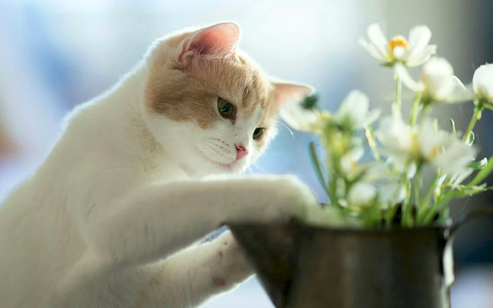 Cats and flowers