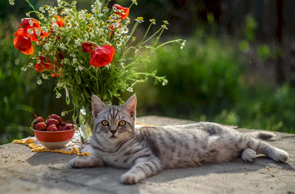 Cats and flowers