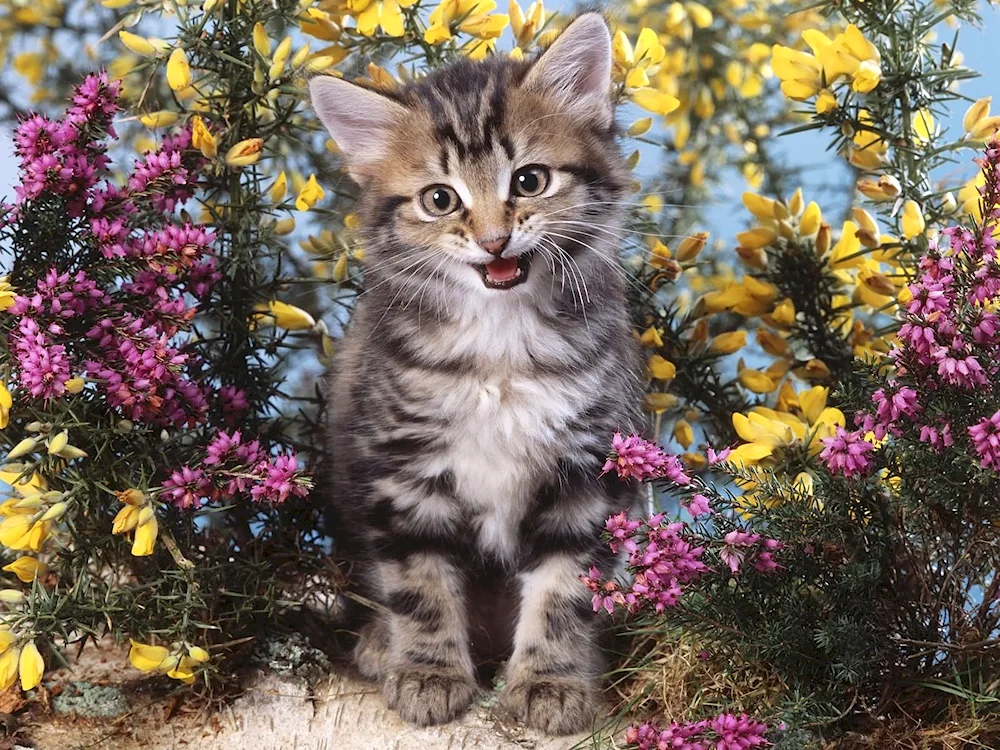 Cats and flowers