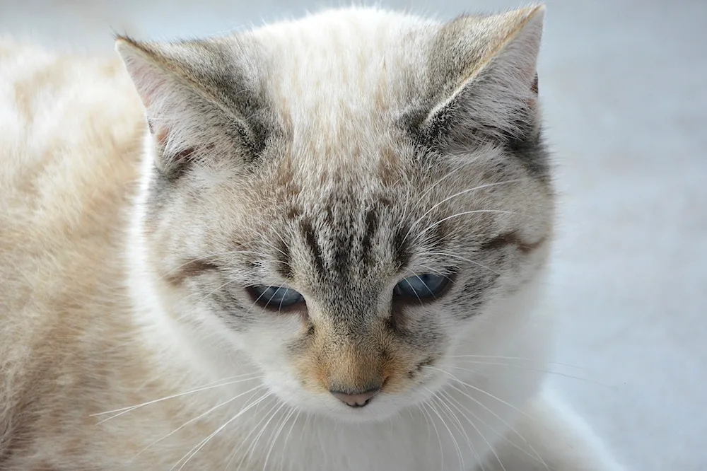 Scottish Lop cat