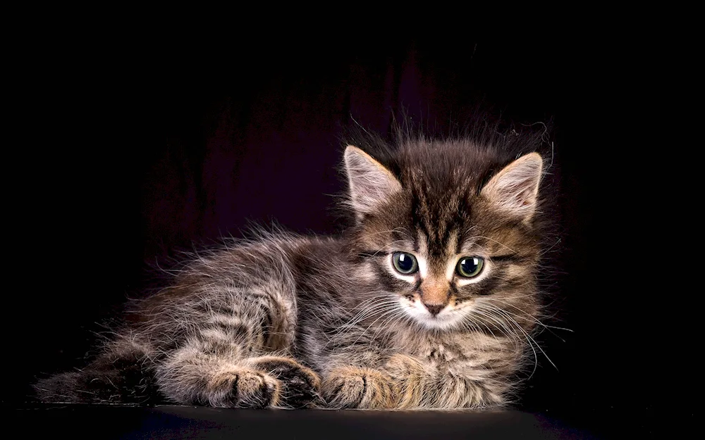 Siberian cat striped