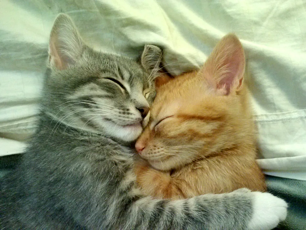 Cats cuddling