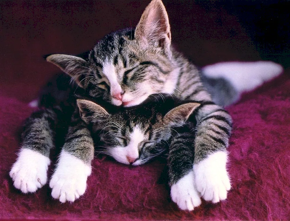 Sleeping kittens