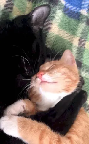 Cuddle cats