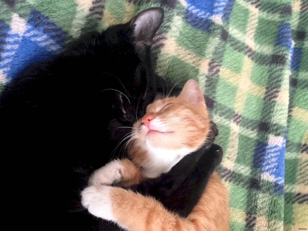 Cuddle cats