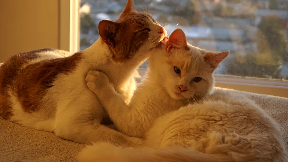 Cats tenderness