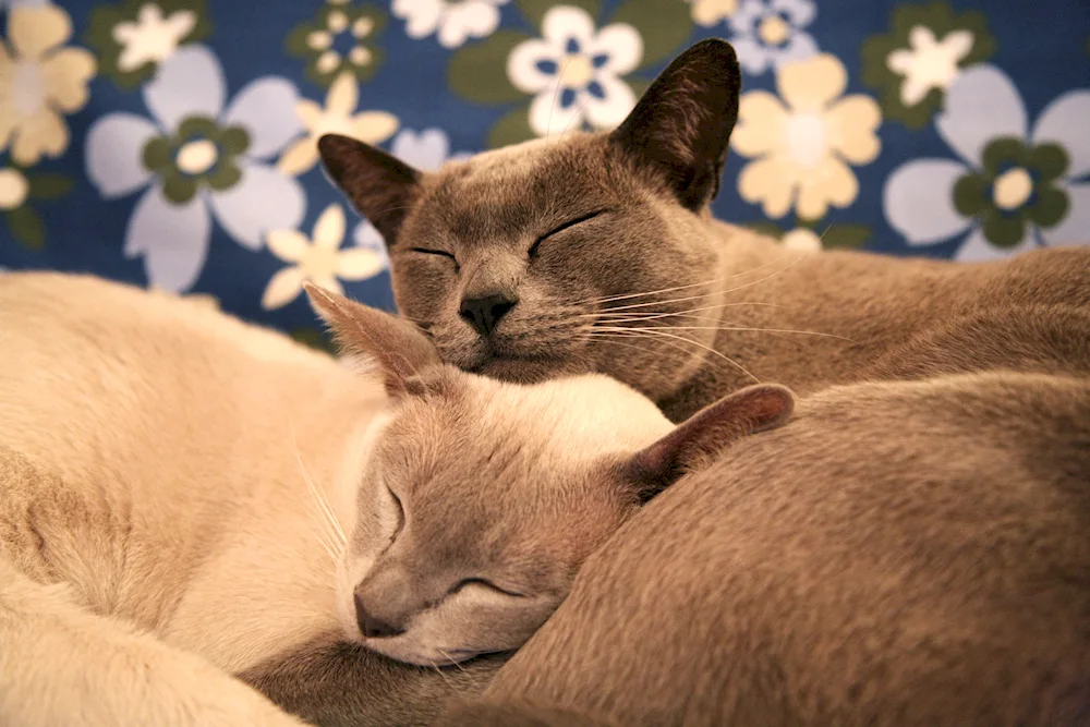 Cats cuddling