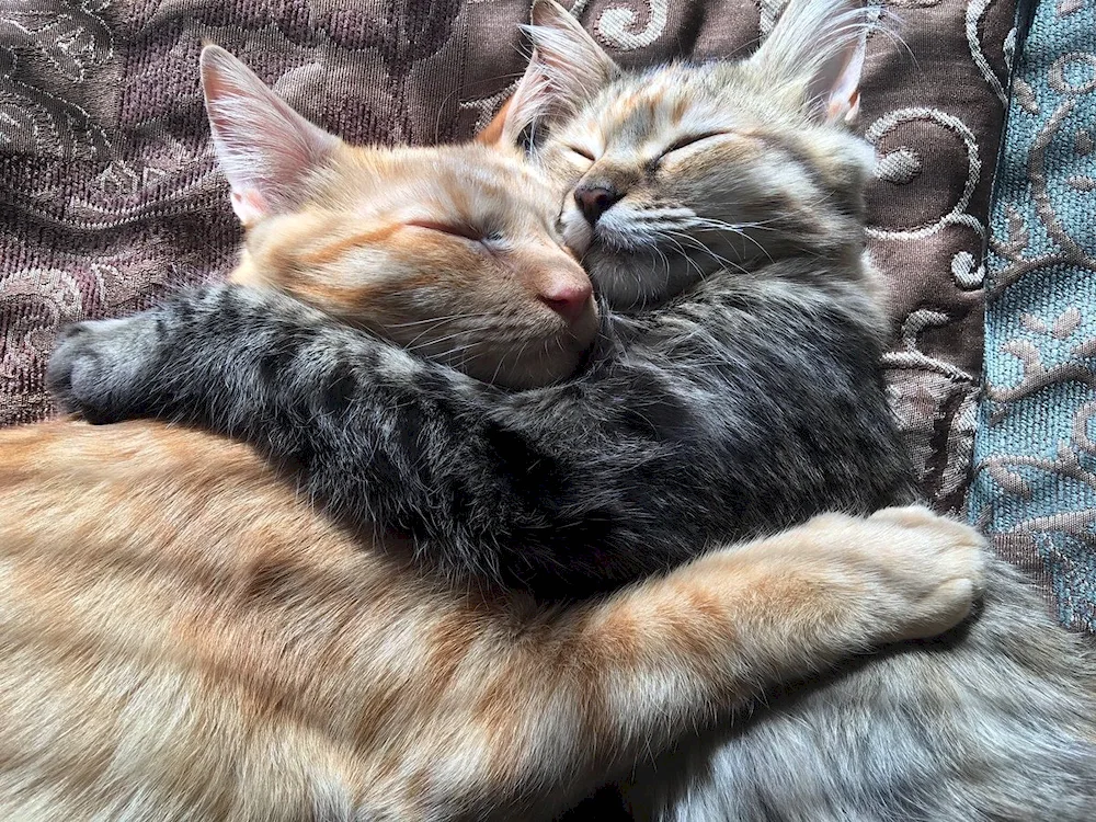 Cute cats cuddling