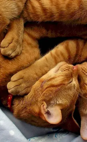 Cats cuddling