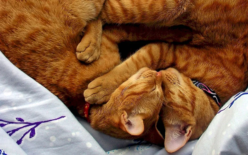 Cats cuddling