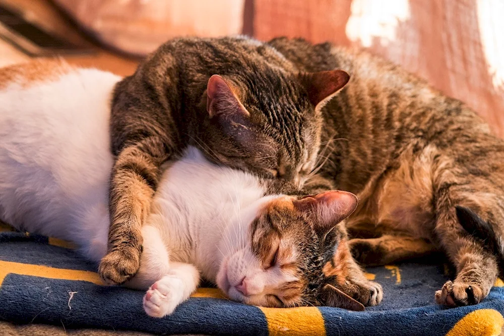 Cats cuddling