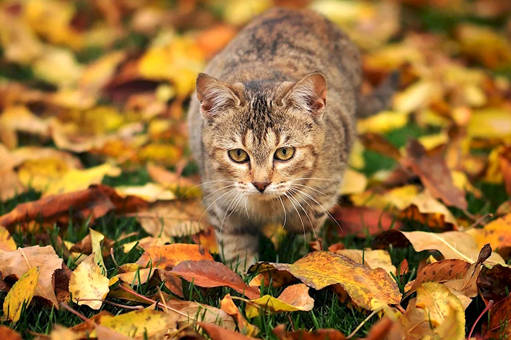 Autumn cat