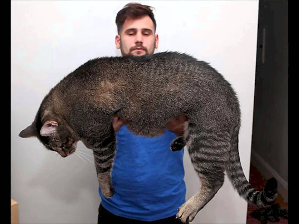 Giant cat