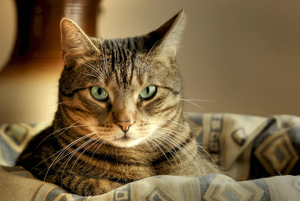 Scottish lop cat scottish