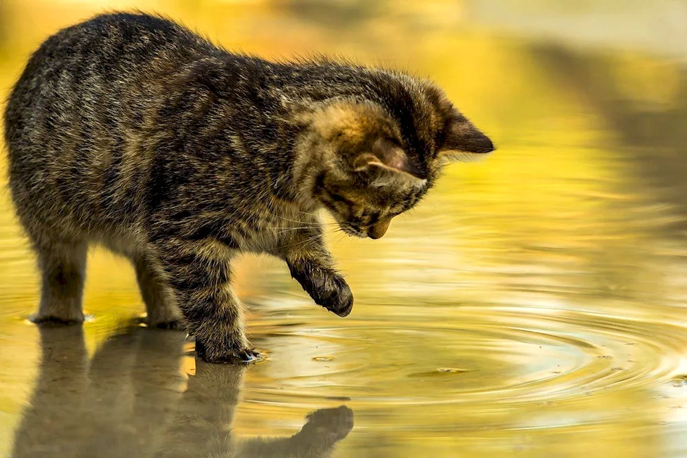 Cat swimming