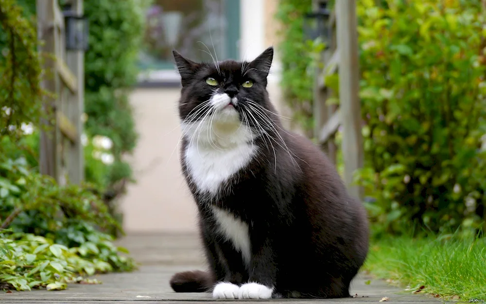 Bombay cat black white cat