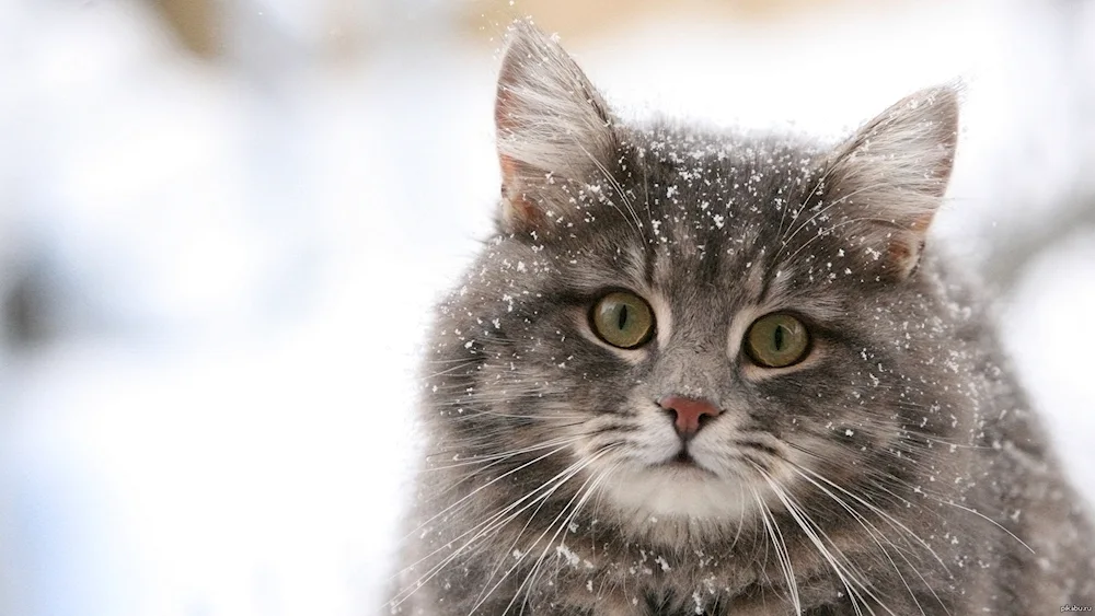 Cat in the snow