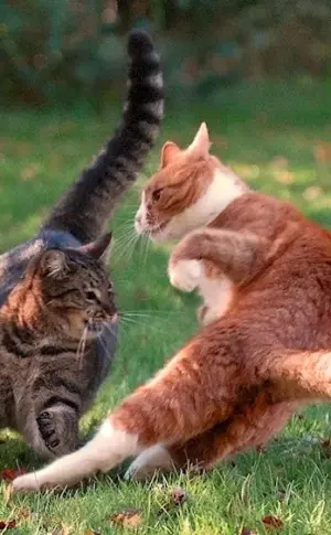 Cats fighting