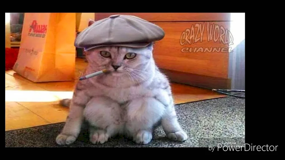 Cats to tears