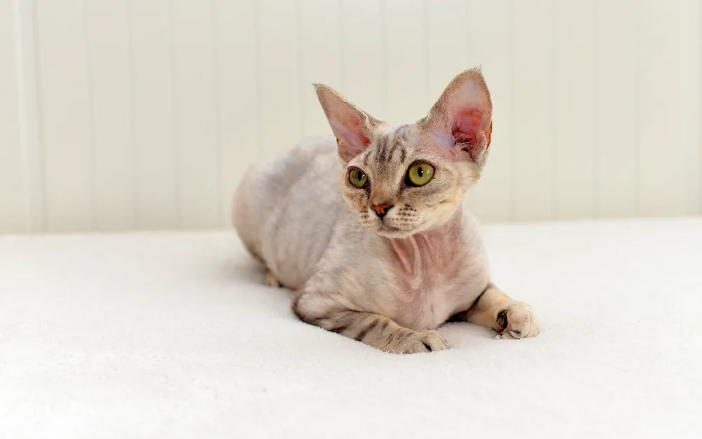 Devon rex white