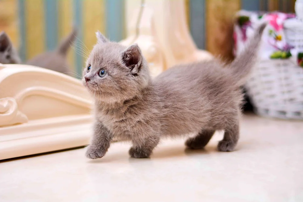 Munchkin cat breed