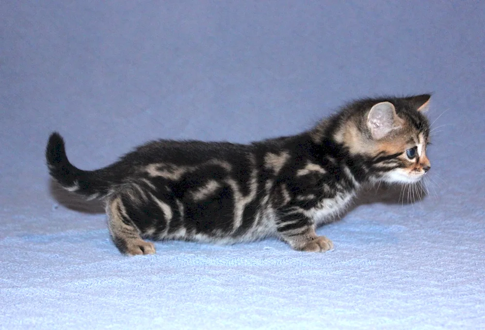 Munchkin cat breed