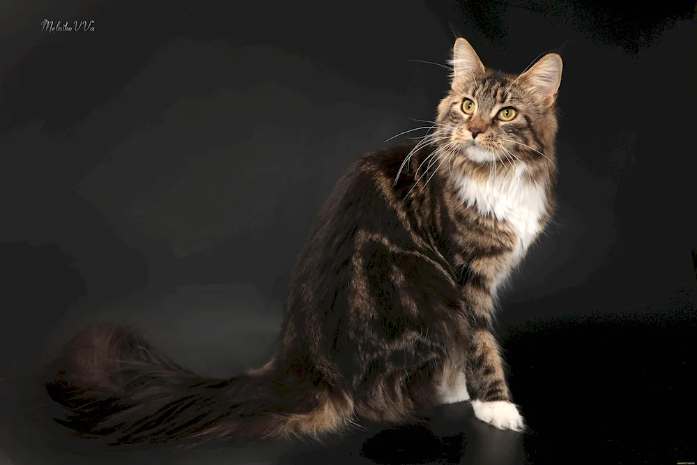 Maine Coon cats