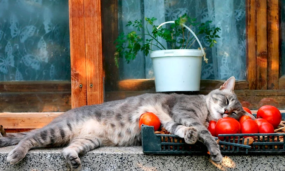 Cat on a chair