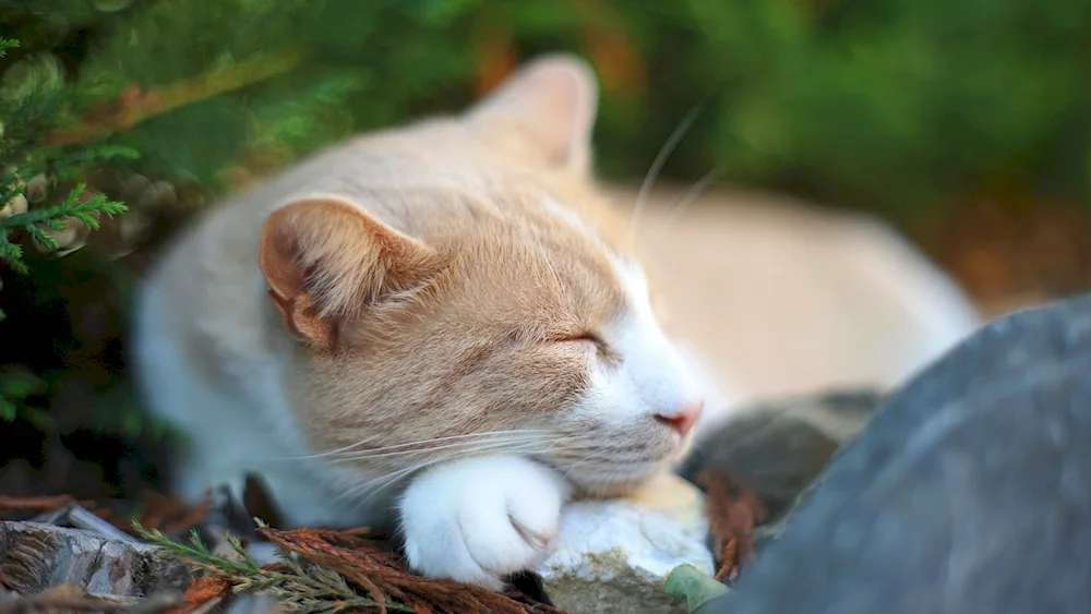 Sleeping cat