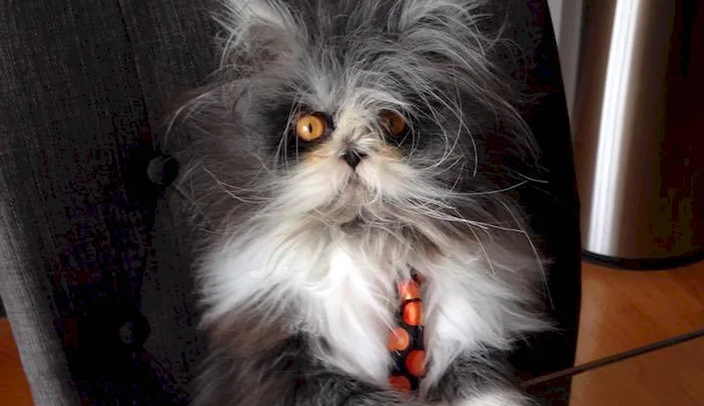 Persian cat. long-haired cat Juno