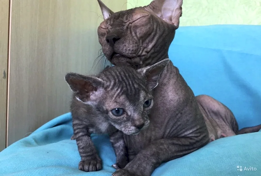 Sphynx cats. Brash