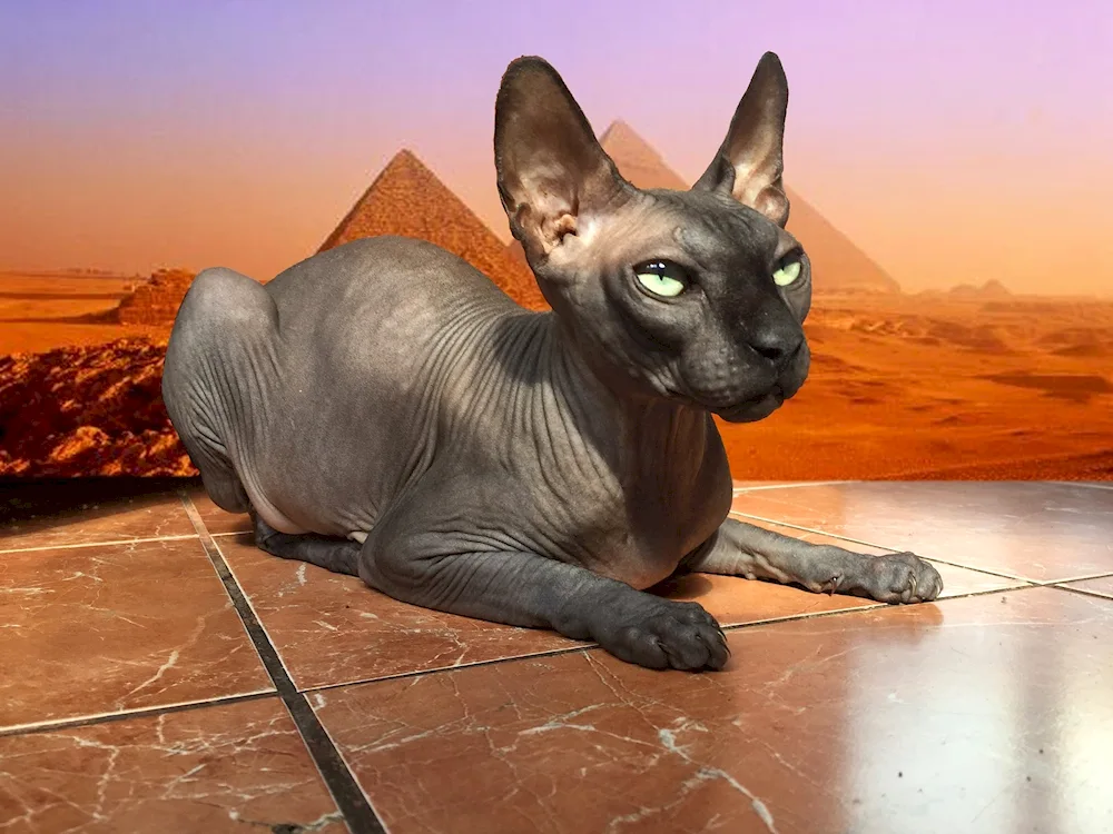 Cats sphinxes