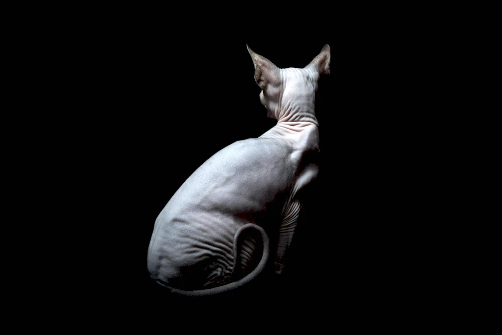 Don sphynx cat