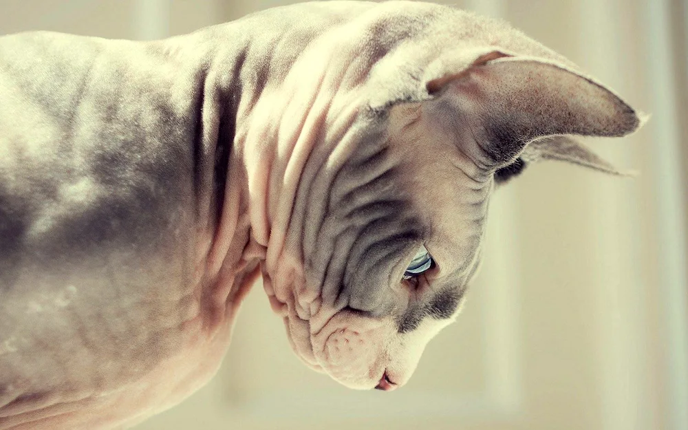 Sphynx cat breed