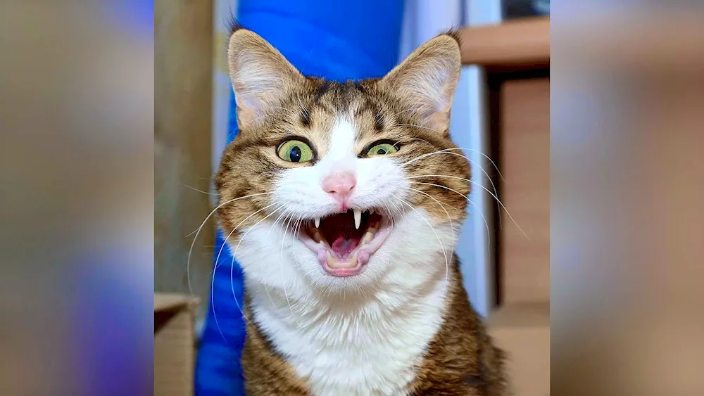 Funny animals