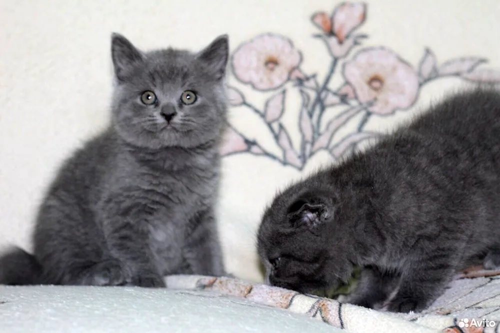 Scottish lop cat mix