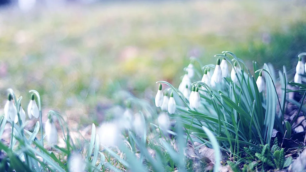 Spring white flower and snowdrops