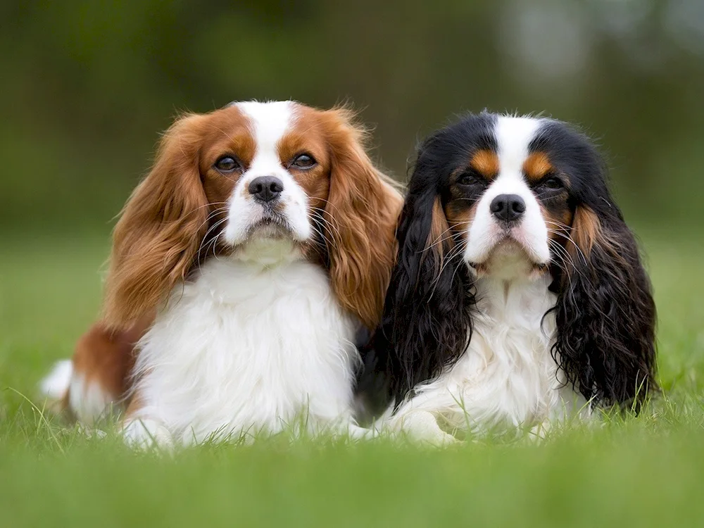 King Charles spaniel