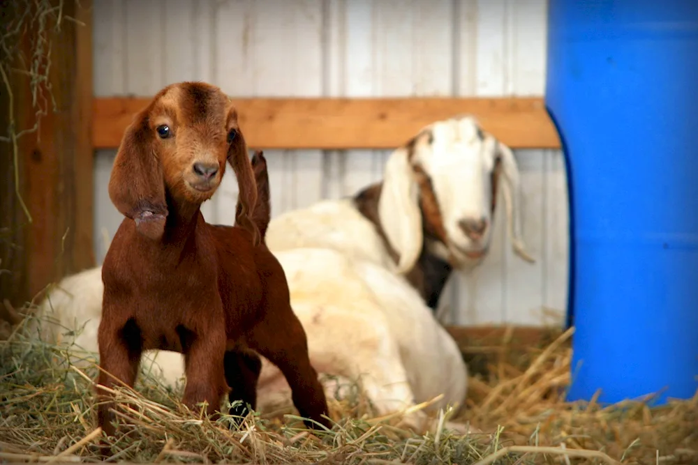 Kashmir goat breed