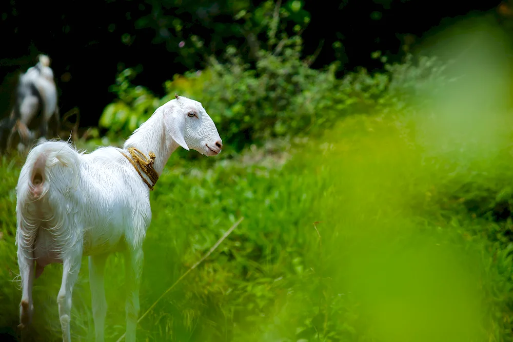 Lap goat