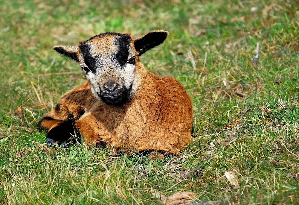 Cameroon Dwarf goats