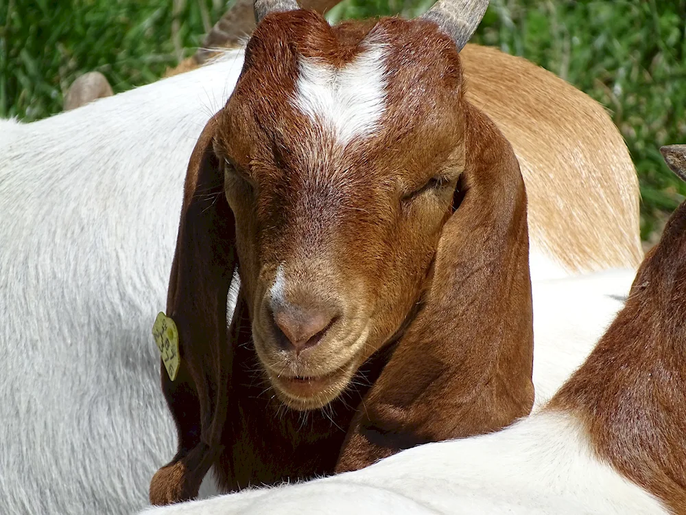 Damascus goat