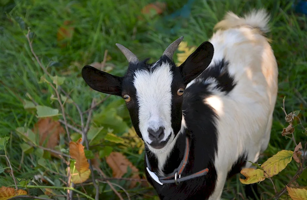 Caribbean goat