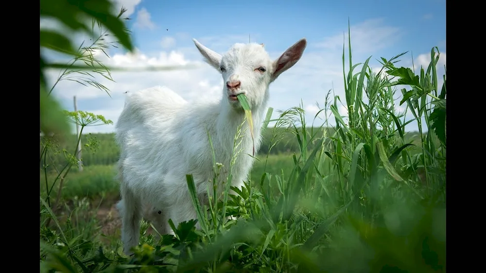 White lamb