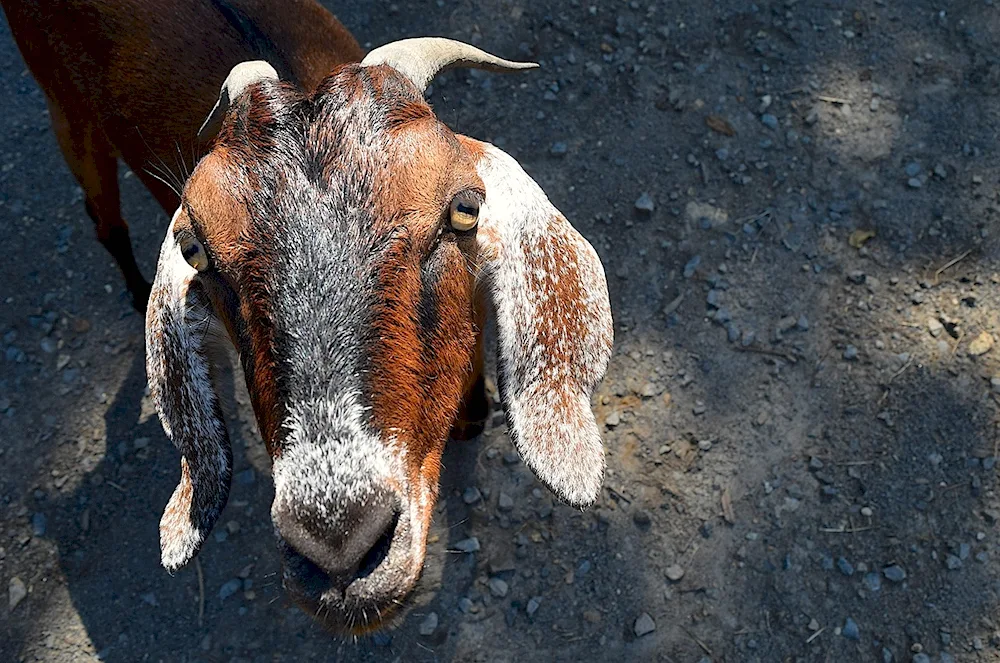 Long-eared sheep