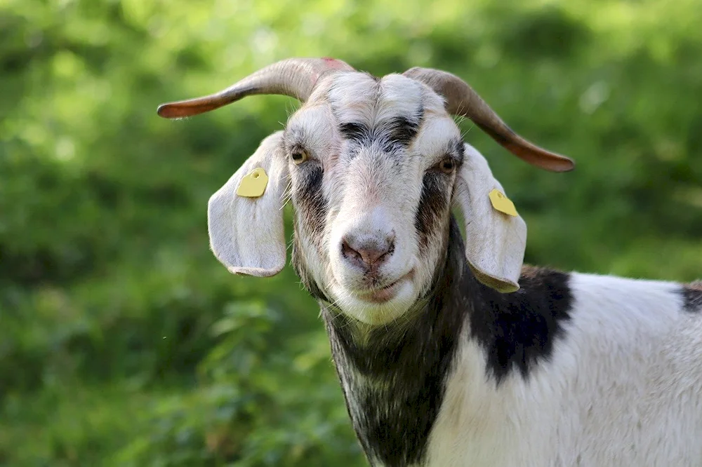 Nubian lop-eared goat